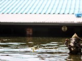 曼谷大水過 佛像水中坐