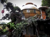 6旬根雕大師隱居樹上