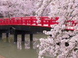 蜜月就去日本賞櫻花