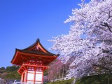 蜜月就去日本賞櫻花