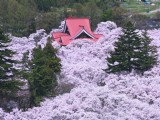 蜜月就去日本賞櫻花