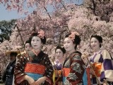 蜜月就去日本賞櫻花