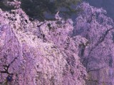 蜜月就去日本賞櫻花